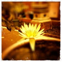 A water lily in Bali