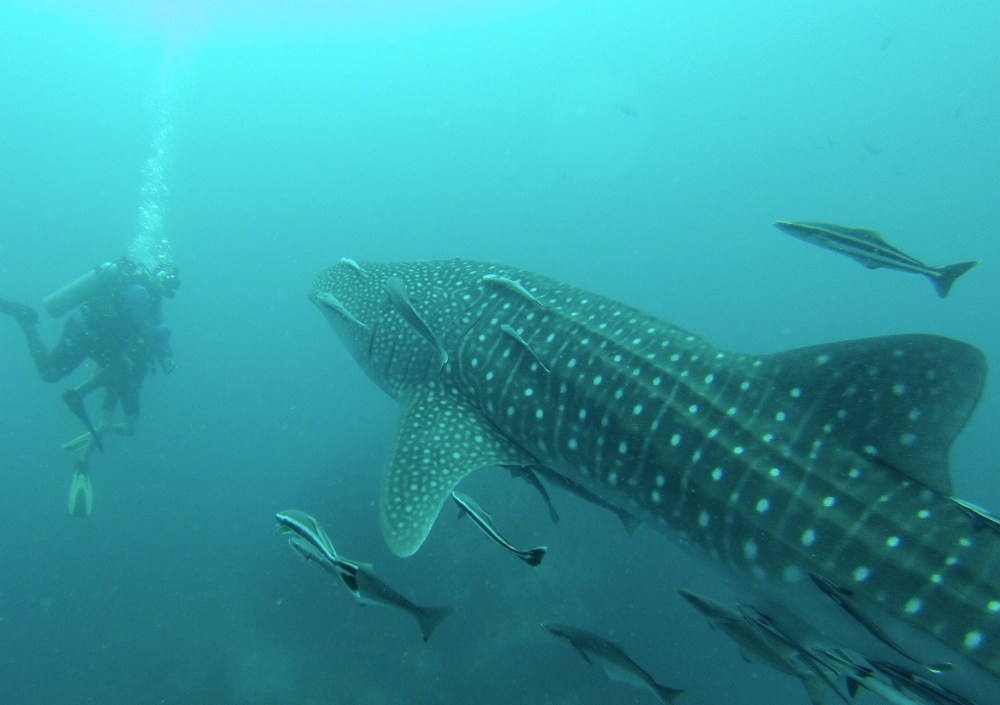 Whale Shark