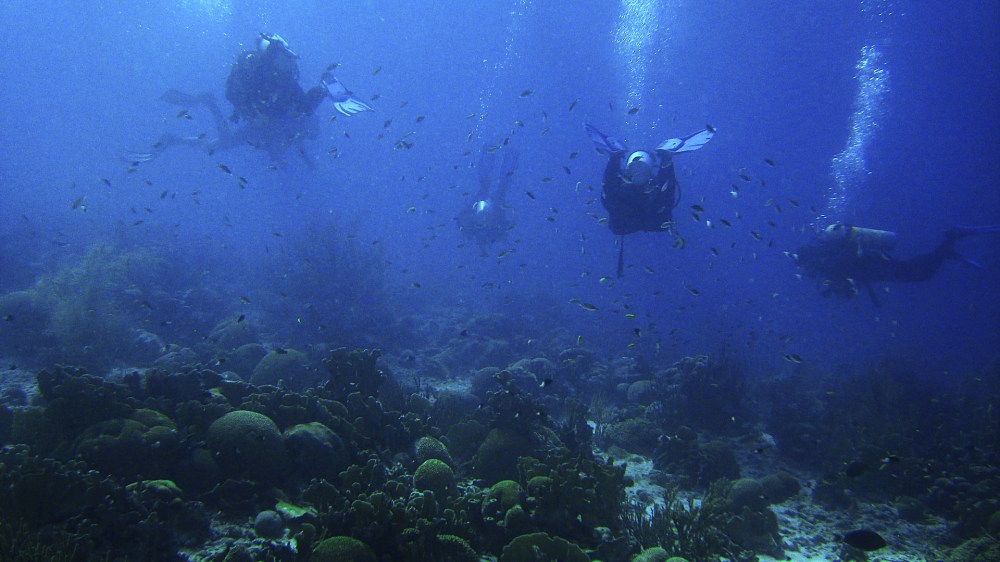 Curacao reef diving