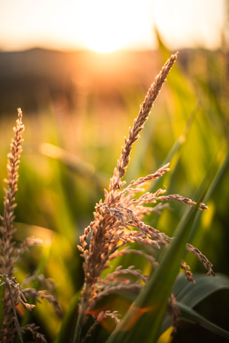 Grass: Colors of Summer